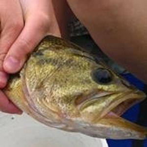 Profile Picture of Robert Schamberger (@robert.schamberger.1) on Myspace