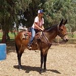 Profile Picture of Bonnie and Addison (@bonbon_the_mule) on Instagram