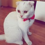 Profile Picture of 🍯😽HONEY😽🍯 (@honey_scottish) on Instagram