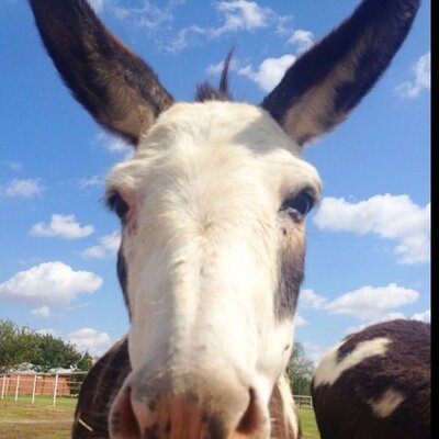 Profile Picture of Paige Gates (@pdotart) on Twitter