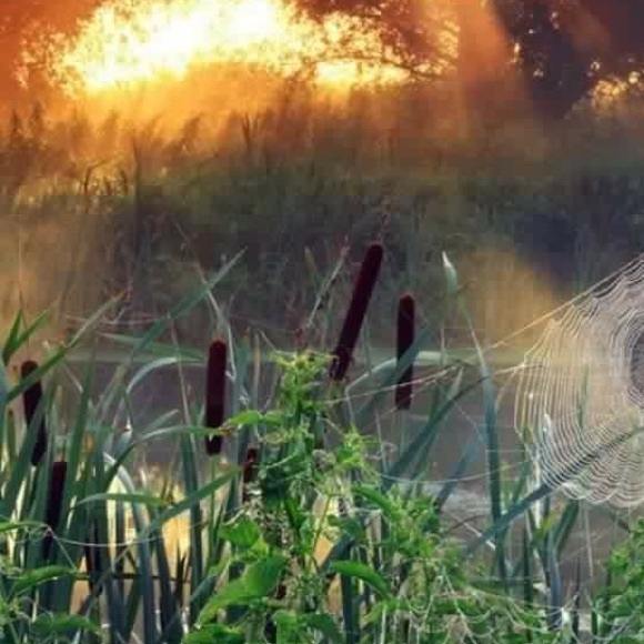 Profile Picture of Pamela Arnold macon (@praz4him) on Poshmark