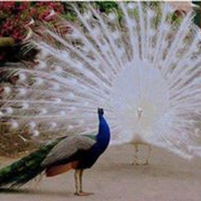 Profile Picture of Batool Ali (@batoolali514) on Twitter