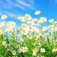 Profile Picture of Niharika Zirvi (@niharika-zirvi-1) on Quora