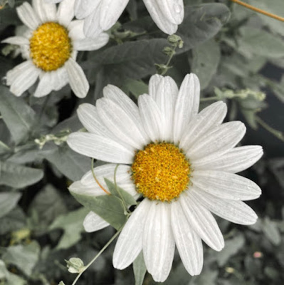 Profile Picture of Maisarh Janabi (@janabimaisarh) on Poshmark