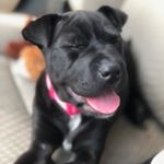 Profile Picture of Kisha (@kisha_the_sharpei) on Instagram