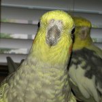 Profile Picture of Terri Branch (@mamatess58) on Instagram