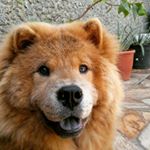 Profile Picture of Ariel - The Chow (@ariel_the_fluffy) on Instagram