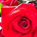 Profile Picture of Rachel Hamm Gertz (@rachelhammgertz) on Pinterest