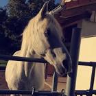 Profile Picture of   Lari und Jonny... (@schimmel.zauber_) on Tiktok