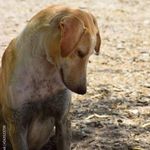 Profile Picture of danny_the_bitzer (@danny_the_bitzer) on Instagram