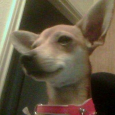 Profile Picture of Joslyn Smith (@i_love_turttles) on Twitter