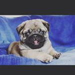 Profile Picture of denise carson (@happy_spidey374) on Instagram