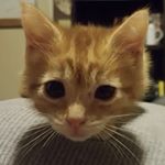 Profile Picture of Tiger Lily Michaud (@kitty_tigerlily) on Instagram