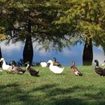 Profile Picture of Mona Robles (@monathompsonrobles) on Instagram