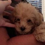 Profile Picture of Cosmo Lawrence (@cosmothefluffball) on Instagram
