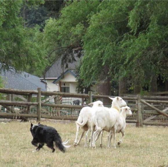 Profile Picture of Jo Mason (@bluecowdogg) on Poshmark