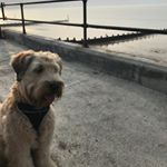 Profile Picture of Alice McFarlane (@alice_mcf) on Instagram