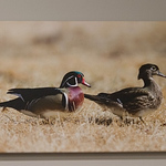 Profile Picture of William Ryan (@williamryanphotography) on Flickr