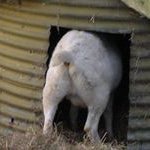 Peter Brady - Instagram Profile Picture of Peter Brady (@daryl.robins187) on Instagram