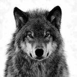 Profile Picture of Eric McMillian (@runningwolf14) on Instagram