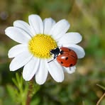 Profile Picture of Lore Bing (@Lore-Bing) on Facebook