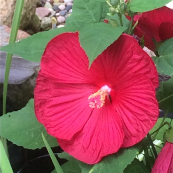 Profile Picture of Lori Marriott (@lmarriott224) on Poshmark