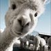 Profile Picture of Kelly Lama (@nunziolama) on Pinterest