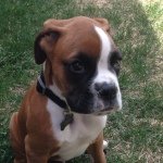 Profile Picture of Max Dennis (@maximus_the_boxer_d) on Instagram