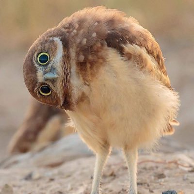 Profile Picture of Steven.He 🦘 🇺🇸 🇺🇦 (@StevenHe3) on Twitter