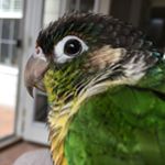 Profile Photo of bonita the conure (@birdybonita) on Instagram