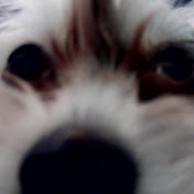 Profile Picture of Alberto Licea (@doxzvr557) on Youtube