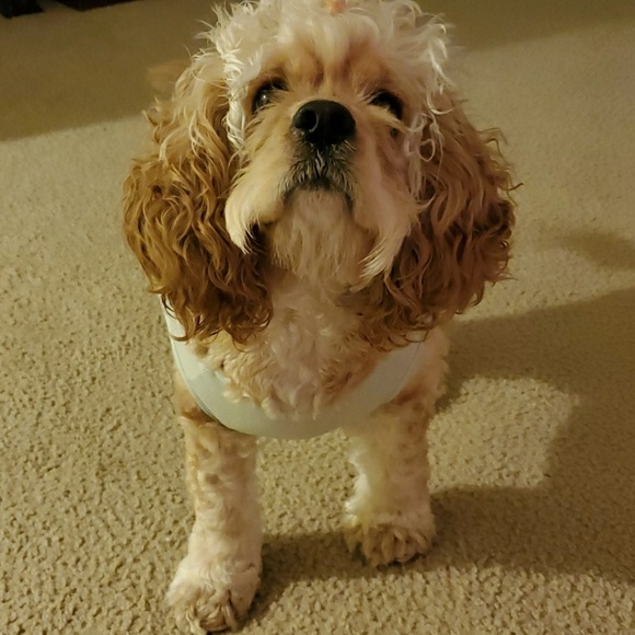 Profile Picture of Adriana Resendiz (@adrianna890) on Poshmark