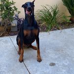 Profile Picture of Kyle Hernandez Kniesel (@kylekniesel) on Instagram