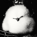 Profile Picture of Xu Lu (@linuxu116) on Flickr