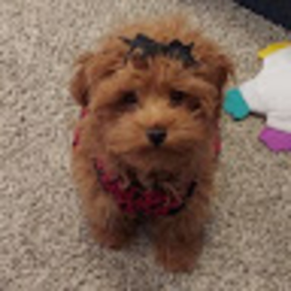 Profile Picture of Chris Regan (@cregan6769) on Poshmark