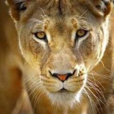 Profile Picture of Collio Poulos (@CollioPoulos) on Twitter