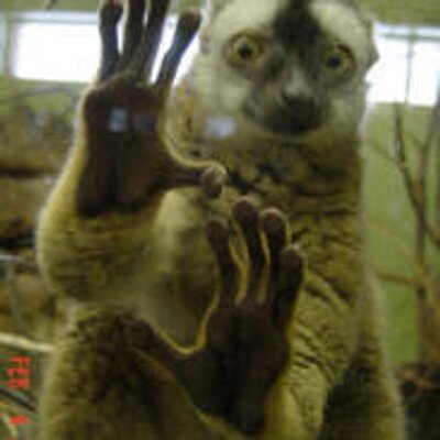 Profile Picture of Jeff Monroe (@delemur) on Twitter