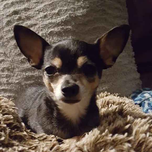 Profile Picture of Ivair Cunha (@ivaircunha395) on Poshmark