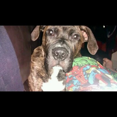 Profile Picture of Reuben Marshall (@reubedog) on Twitter