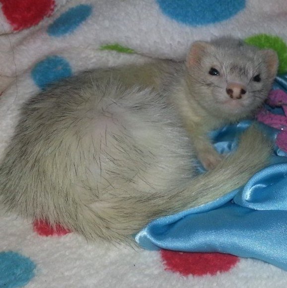 Profile Picture of Lorrie Williams-morrison (@jellybean1982) on Poshmark