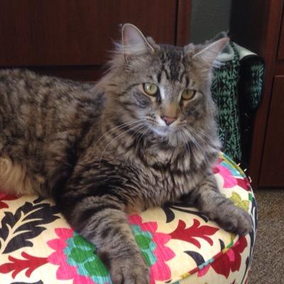 Profile Picture of Lynette Emery (@EmeryLynette) on Twitter