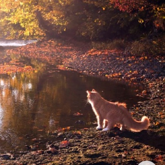 Profile Picture of Claudia Lalondejanik (@catshooting) on Poshmark