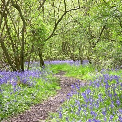 Profile Picture of Fiona Parker (@RoseAndIris) on Twitter