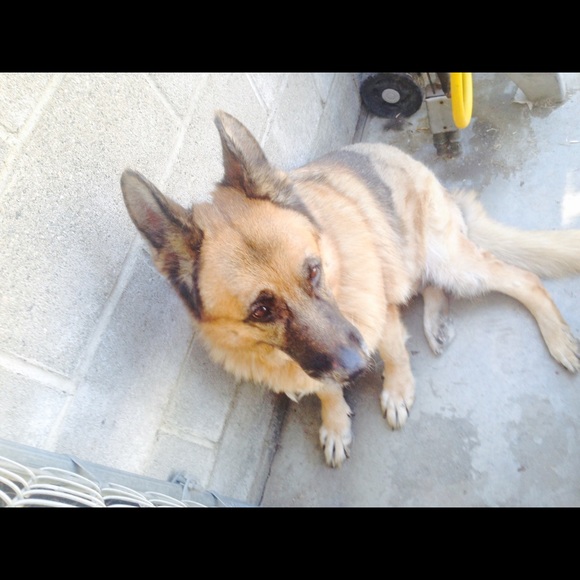 Profile Picture of Emily Lalikian (@cal1fornia) on Poshmark