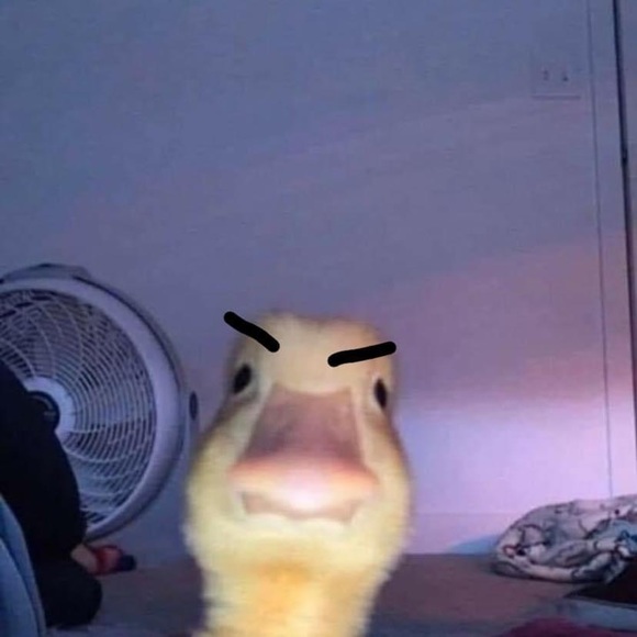 Profile Picture of Parker Bleddyn (@gorillashrimpz) on Poshmark