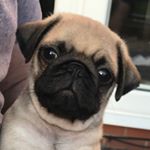 Profile Picture of Jimmy Mack The Pug (@jimmy_mack_the_pug) on Instagram