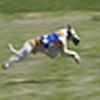 Profile Picture of Daryl Ball (@Daryl 2009) on Flickr