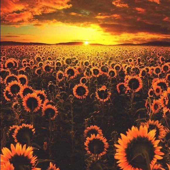 Profile Picture of Frenchie Halley (@frenchiehalley) on Poshmark