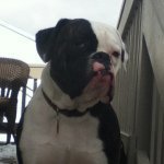 Profile Picture of Brutus (@billybrute) on Instagram