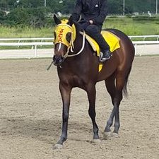 Profile Picture of Edgardo Arevalo (@JOCKEYAREVALOE) on Twitter